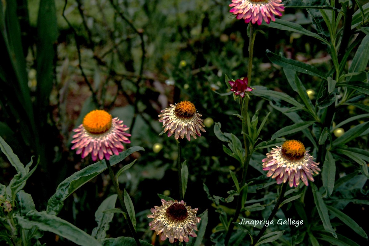 Xerochrysum bracteatum (Vent.) Tzvelev